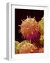 Pollen of Mallow-Micro Discovery-Framed Photographic Print