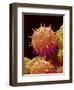 Pollen of Mallow-Micro Discovery-Framed Photographic Print