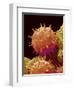 Pollen of Mallow-Micro Discovery-Framed Photographic Print