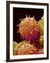 Pollen of Mallow-Micro Discovery-Framed Photographic Print