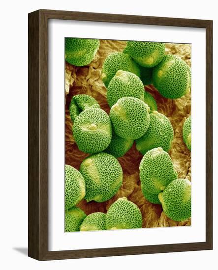 Pollen of Melon-Micro Discovery-Framed Photographic Print