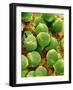 Pollen of Melon-Micro Discovery-Framed Photographic Print