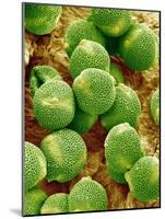 Pollen of Melon-Micro Discovery-Mounted Photographic Print