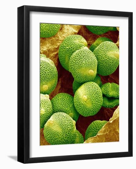 Pollen of Melon-Micro Discovery-Framed Photographic Print