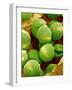 Pollen of Melon-Micro Discovery-Framed Photographic Print