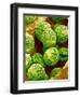 Pollen of Melon-Micro Discovery-Framed Photographic Print