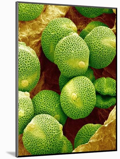 Pollen of Melon-Micro Discovery-Mounted Photographic Print