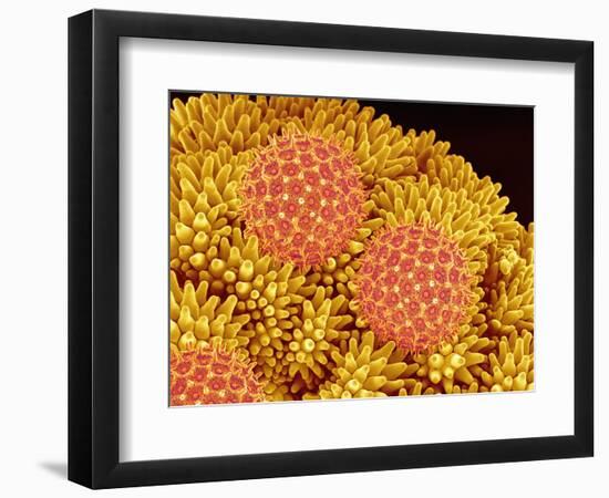 Pollen on Morning Glory Pistil-Micro Discovery-Framed Photographic Print