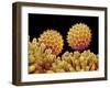 Pollen on pistel of Morning glory-Micro Discovery-Framed Premium Photographic Print