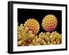 Pollen on pistel of Morning glory-Micro Discovery-Framed Premium Photographic Print