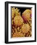 Pollen on pistel of Morning glory-Micro Discovery-Framed Photographic Print