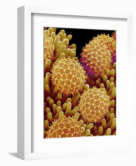 Pollen on pistel of Morning glory-Micro Discovery-Framed Photographic Print