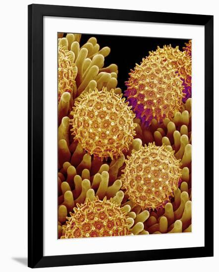 Pollen on pistel of Morning glory-Micro Discovery-Framed Photographic Print