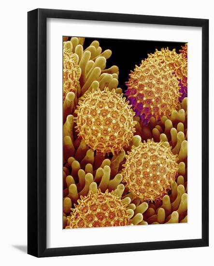 Pollen on pistel of Morning glory-Micro Discovery-Framed Photographic Print