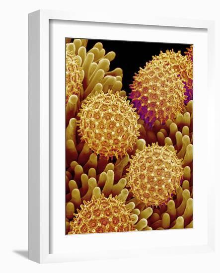 Pollen on pistel of Morning glory-Micro Discovery-Framed Photographic Print