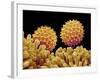 Pollen on pistel of Morning glory-Micro Discovery-Framed Photographic Print