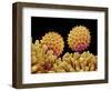 Pollen on pistel of Morning glory-Micro Discovery-Framed Photographic Print