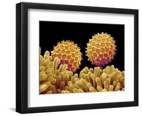 Pollen on pistel of Morning glory-Micro Discovery-Framed Photographic Print