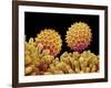 Pollen on pistel of Morning glory-Micro Discovery-Framed Photographic Print