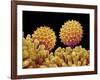 Pollen on pistel of Morning glory-Micro Discovery-Framed Photographic Print