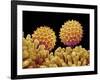 Pollen on pistel of Morning glory-Micro Discovery-Framed Photographic Print