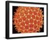 Pollen on pistel of  Morning glory-Micro Discovery-Framed Photographic Print