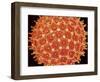 Pollen on pistel of  Morning glory-Micro Discovery-Framed Photographic Print