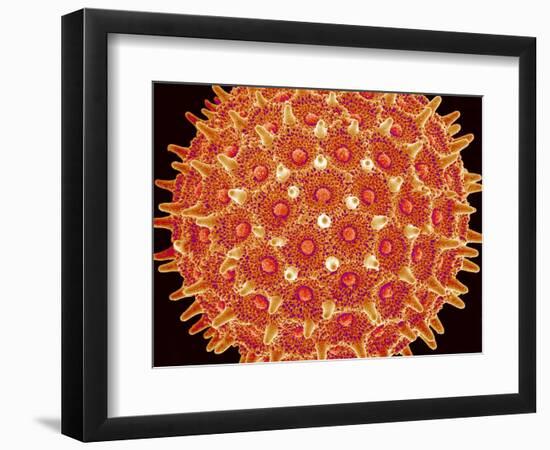 Pollen on pistel of  Morning glory-Micro Discovery-Framed Photographic Print