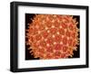 Pollen on pistel of  Morning glory-Micro Discovery-Framed Photographic Print