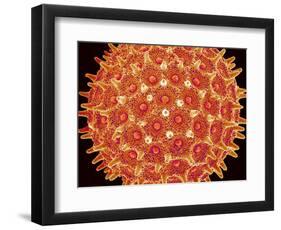 Pollen on pistel of  Morning glory-Micro Discovery-Framed Photographic Print