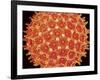 Pollen on pistel of  Morning glory-Micro Discovery-Framed Photographic Print