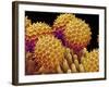 Pollen on pistel of Morning glory-Micro Discovery-Framed Photographic Print