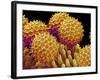 Pollen on pistel of Morning glory-Micro Discovery-Framed Photographic Print