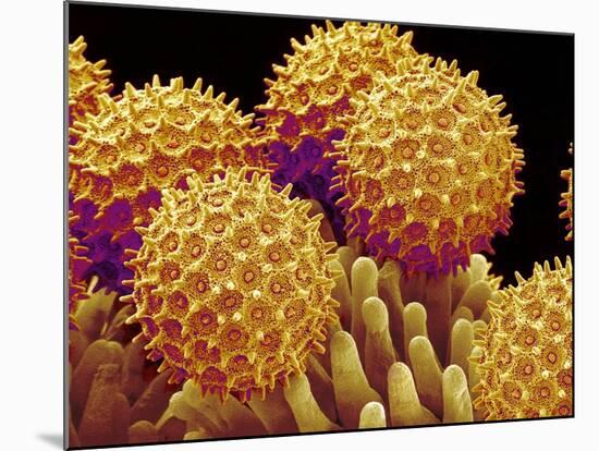Pollen on pistel of Morning glory-Micro Discovery-Mounted Photographic Print