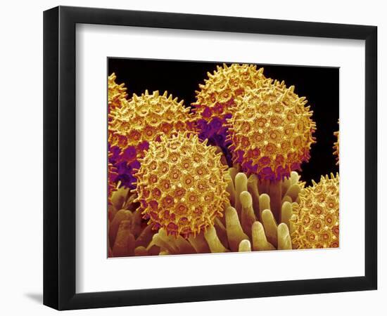 Pollen on pistel of Morning glory-Micro Discovery-Framed Photographic Print