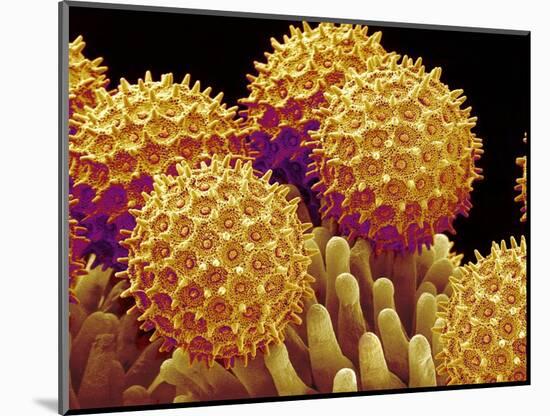 Pollen on pistel of Morning glory-Micro Discovery-Mounted Photographic Print