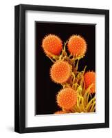 Pollen on Pistil of a Mallow Plant-Micro Discovery-Framed Photographic Print