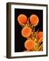 Pollen on Pistil of a Mallow Plant-Micro Discovery-Framed Photographic Print