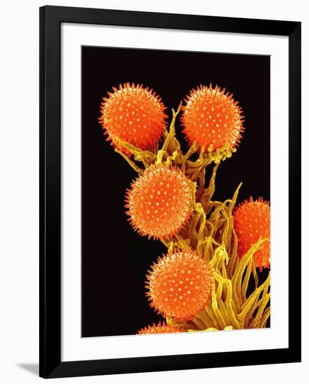 Pollen on Pistil of a Mallow Plant-Micro Discovery-Framed Photographic Print