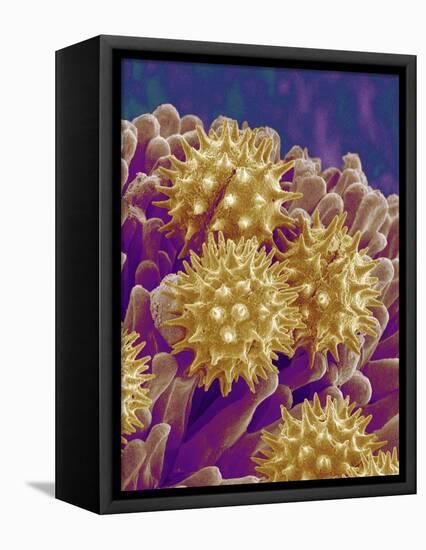 Pollen on Pistil of Cosmos-Micro Discovery-Framed Stretched Canvas