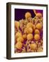 Pollen on Pistil of Cosmos-Micro Discovery-Framed Photographic Print