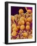 Pollen on Pistil of Cosmos-Micro Discovery-Framed Photographic Print
