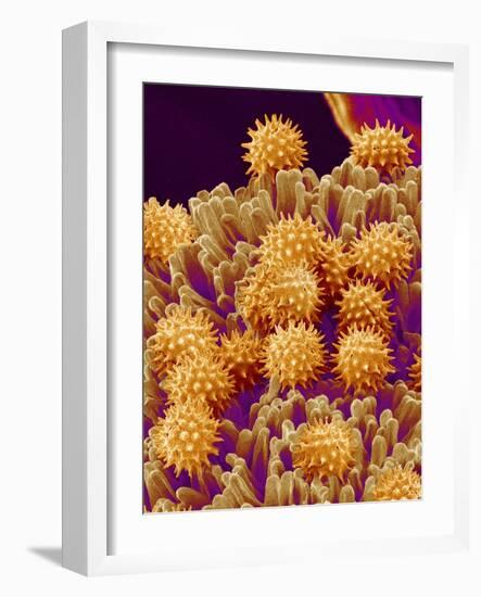 Pollen on Pistil of Cosmos-Micro Discovery-Framed Photographic Print