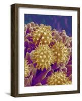 Pollen on Pistil of Cosmos-Micro Discovery-Framed Photographic Print