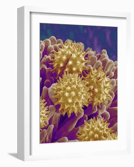 Pollen on Pistil of Cosmos-Micro Discovery-Framed Photographic Print