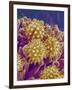 Pollen on Pistil of Cosmos-Micro Discovery-Framed Photographic Print