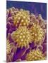 Pollen on Pistil of Cosmos-Micro Discovery-Mounted Photographic Print