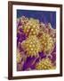 Pollen on Pistil of Cosmos-Micro Discovery-Framed Photographic Print