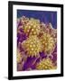 Pollen on Pistil of Cosmos-Micro Discovery-Framed Photographic Print