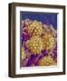 Pollen on Pistil of Cosmos-Micro Discovery-Framed Photographic Print